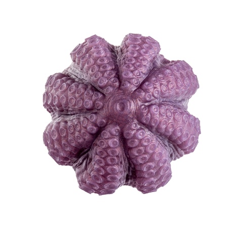 HENTAI DILDO L Butt Plug 37775