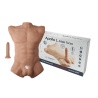 Apollo Male Torso Large