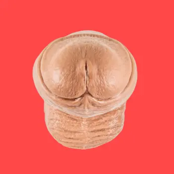 Hankey's Toys Machoman Realistic Dildo, uncut lifecast | Dark-Ink