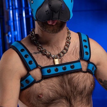 Neo bold bulldog harness Aqua Blue