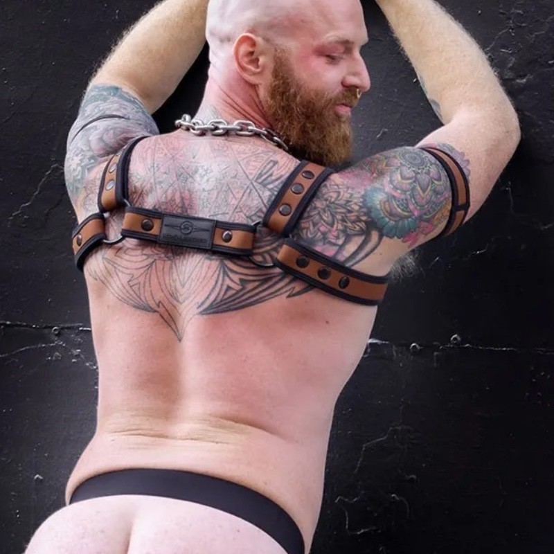 Neo bold bulldog harness Dark Brown